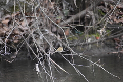 Phylloscopus collybita