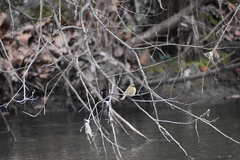 Phylloscopus collybita