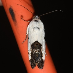 Acontiinae