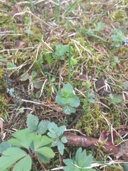 Chrysosplenium alternifolium