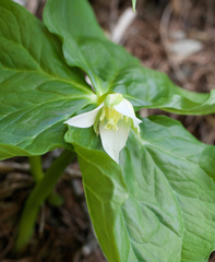 Trillium tschonoskii