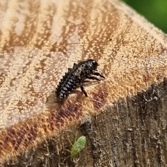 Chrysomela vigintipunctata