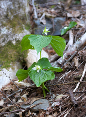 Trillium tschonoskii