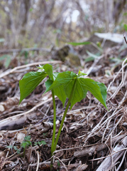 Trillium tschonoskii