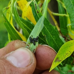 Chrysomela vigintipunctata