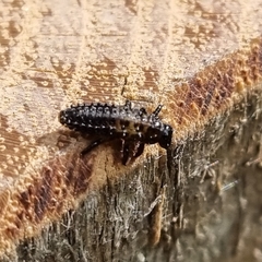 Chrysomela vigintipunctata