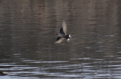 Ptyonoprogne rupestris