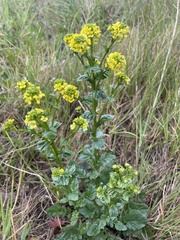 Barbarea vulgaris
