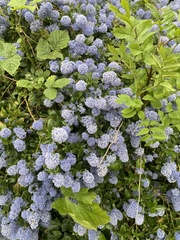 Ceanothus