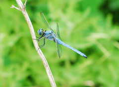Orthetrum lineostigma