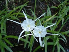 Hymenocallis choctawensis