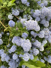 Ceanothus