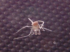 Holoscotolemon lessiniense