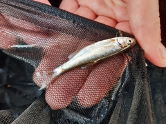 Alburnoides bipunctatus