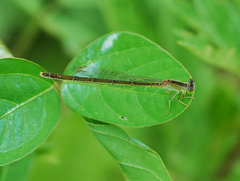 Ischnura asiatica