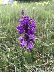 Anacamptis