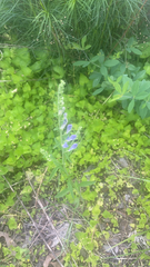 Scutellaria integrifolia