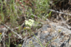 Perideridia bolanderi
