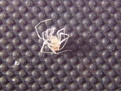 Holoscotolemon lessiniense