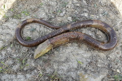 Pseudopus apodus apodus