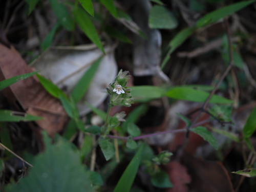 Lepidagathis fasciculata observed 2011-04-23