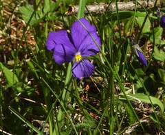Viola calcarata