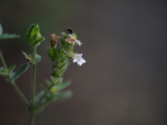 Lepidagathis fasciculata
