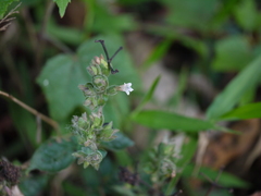 Lepidagathis fasciculata