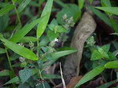 Lepidagathis fasciculata