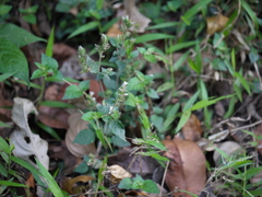 Lepidagathis fasciculata