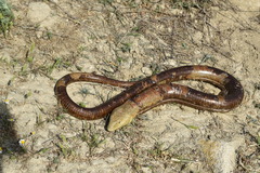 Pseudopus apodus apodus