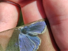 Polyommatus escheri
