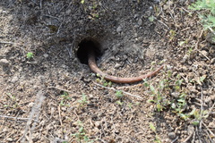 Pseudopus apodus apodus