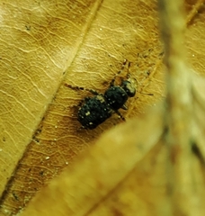 Ulorhinus bilineatus