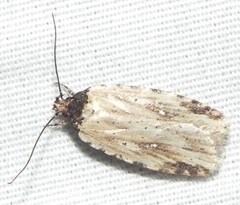 Agonopterix atrodorsella