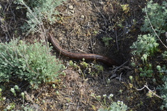 Pseudopus apodus apodus