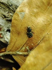 Ulorhinus bilineatus