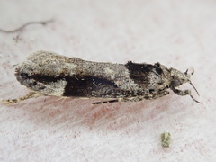 Pseudochelaria walsinghami