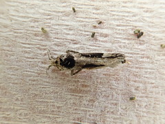 Pseudochelaria walsinghami