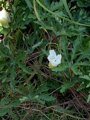 Distimake dissectus dissectus