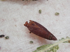 Pseudochelaria walsinghami