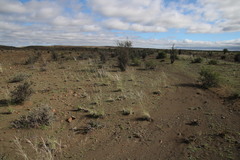 Stipagrostis ciliata capensis