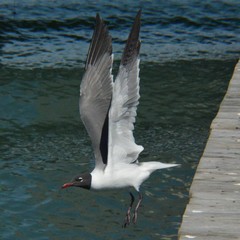 Leucophaeus atricilla megalopterus