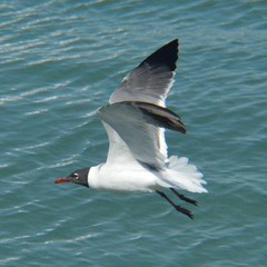 Leucophaeus atricilla megalopterus