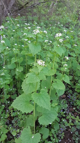 Vaistinė česnakūnė