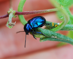 Chrysochus chinensis