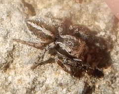 Harmochirina