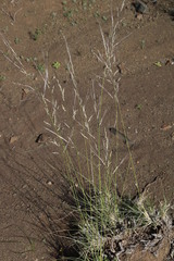 Stipagrostis ciliata capensis