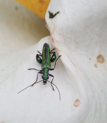 Oedemera nobilis