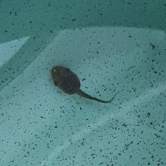 Polypedates leucomystax